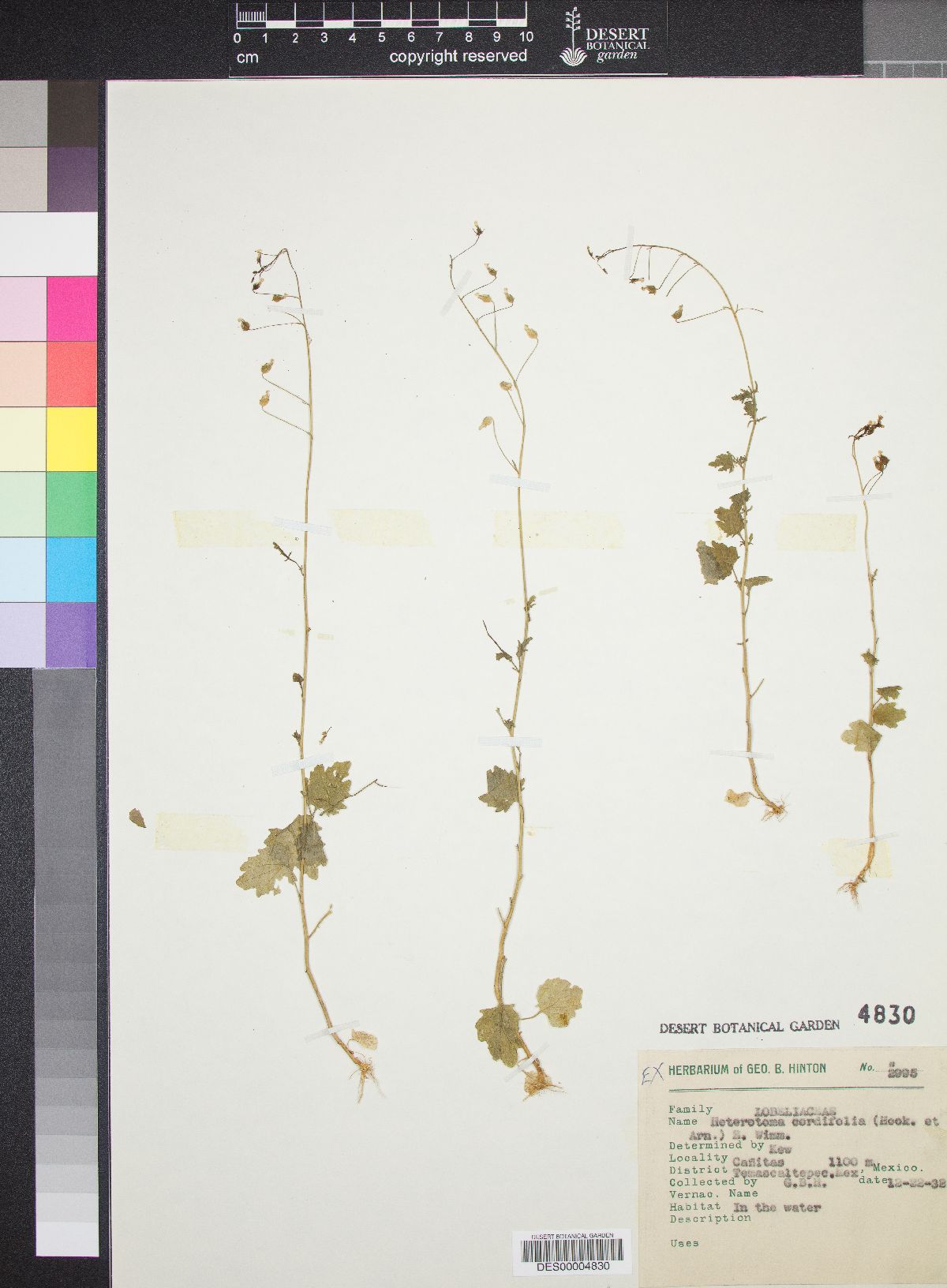 Lobelia cordifolia image