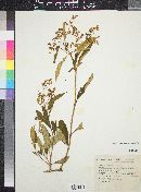 Buddleja parviflora image