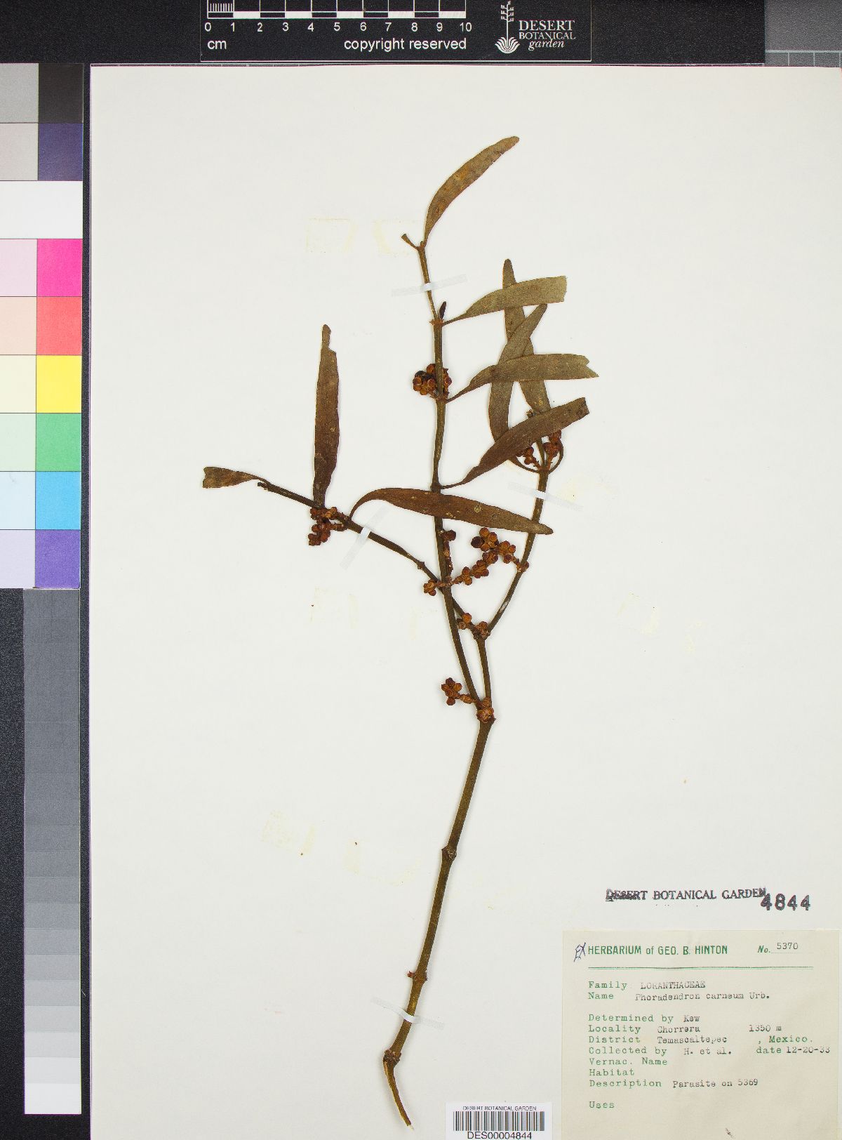 Phoradendron carneum image