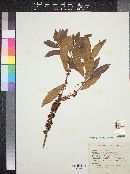 Myrsine coriacea image