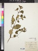 Boerhavia viscosa image