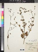 Boerhavia viscosa image