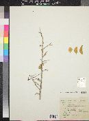 Schoepfia parvifolia image