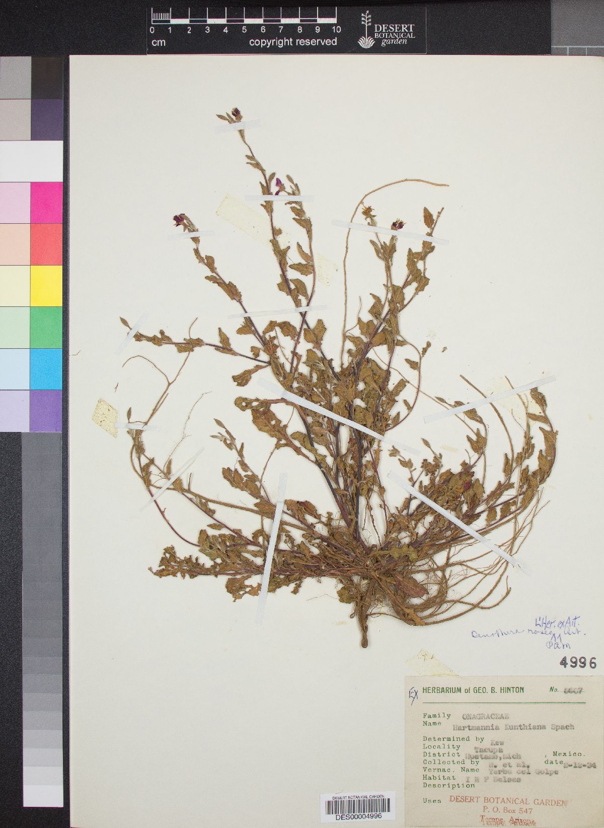 Hartmannia rosea image