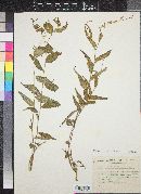 Polygala brachysepala image