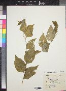 Polygala brachysepala image