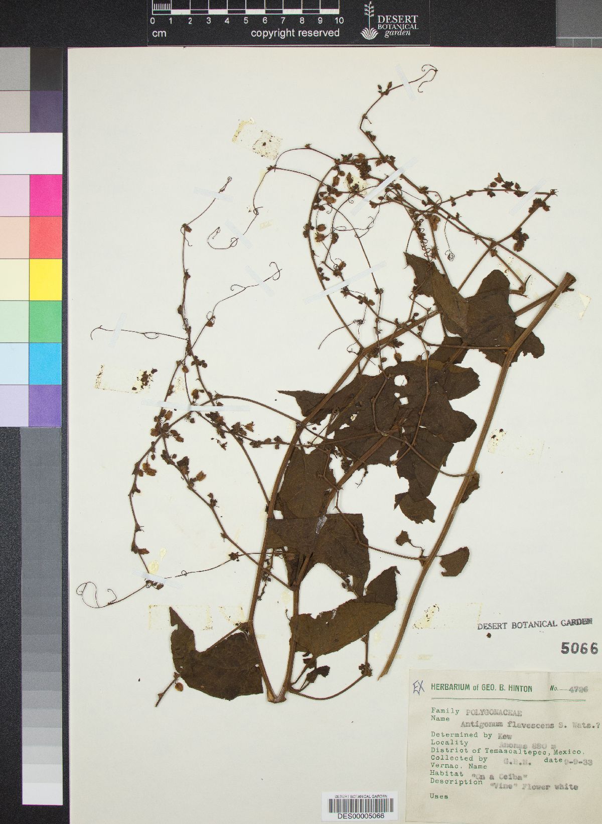 Antigonon flavescens image