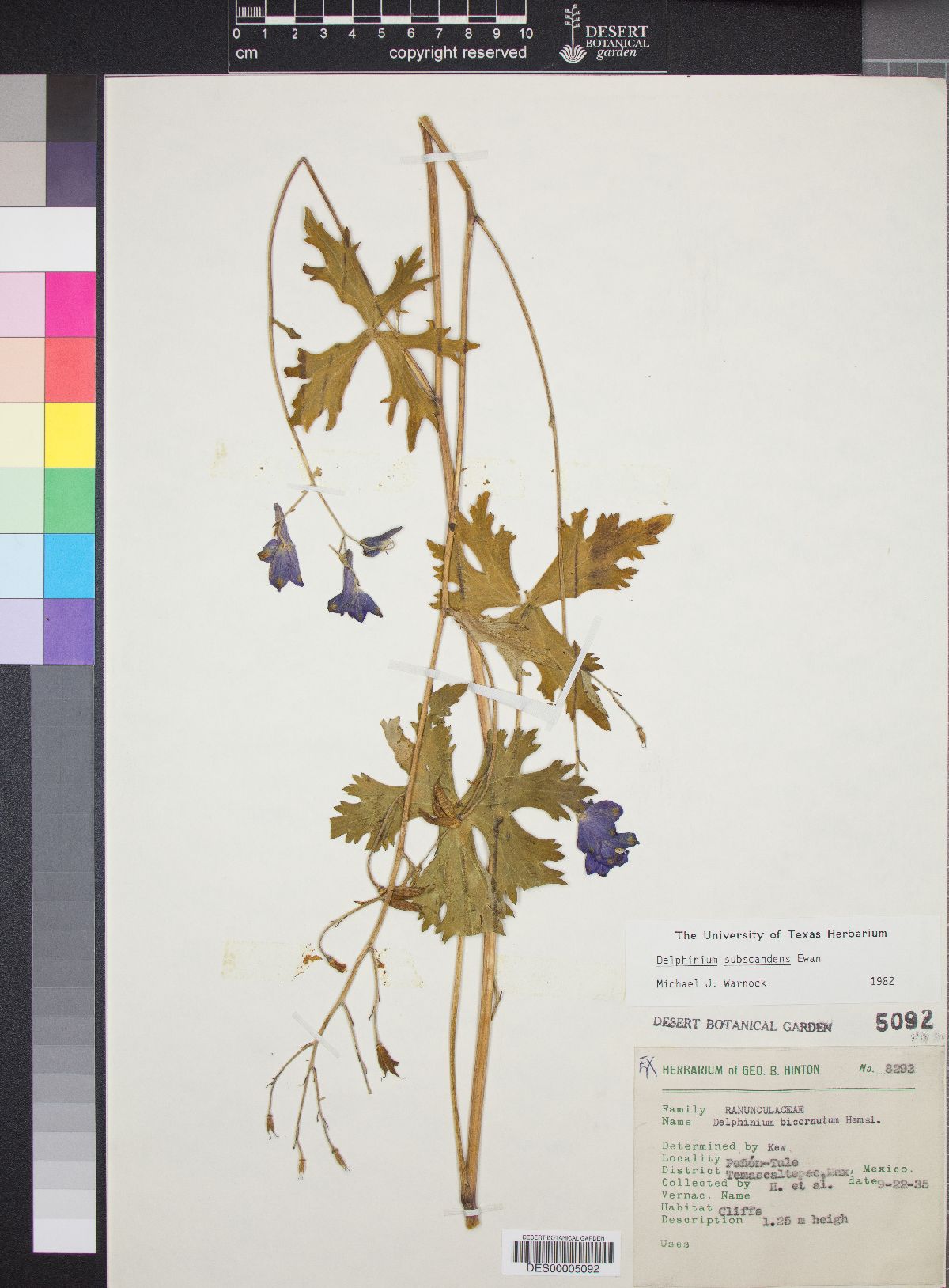 Delphinium subscandens image
