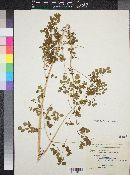 Thalictrum longistylum image