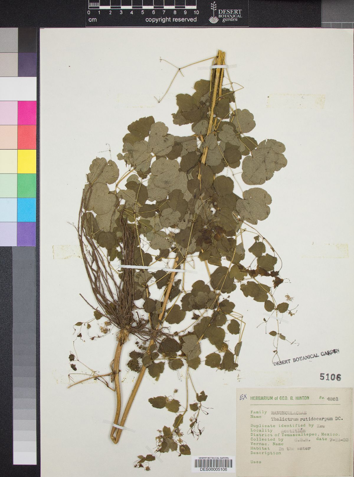 Thalictrum rutidocarpum image