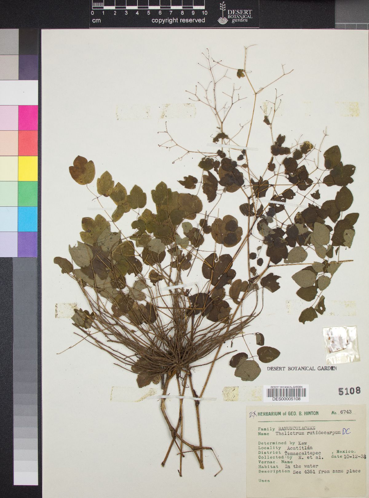 Thalictrum rutidocarpum image