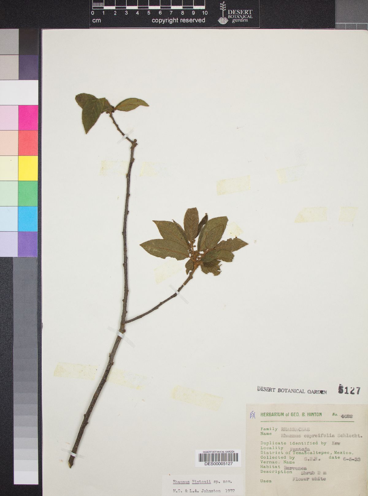 Rhamnus hintonii image