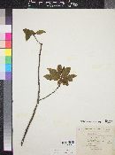 Rhamnus hintonii image