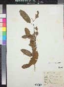 Prunus brachybotrya image