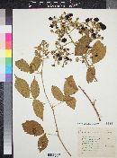 Rubus coriifolius image