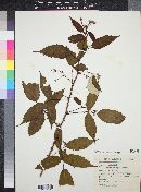 Rubus pringlei image