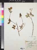 Rondeletia jurgensenii image