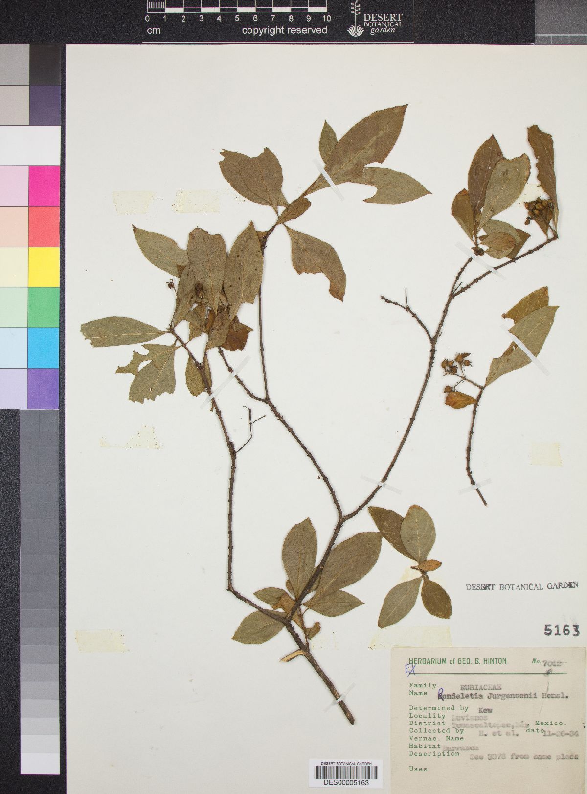 Rondeletia jurgensenii image