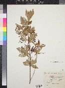 Rondeletia jurgensenii image