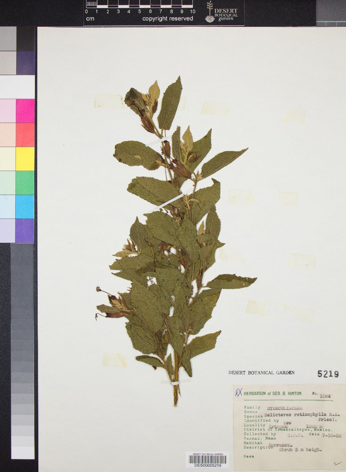 Helicteres guazumifolia image