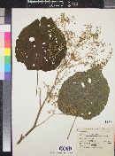 Heliocarpus occidentalis image