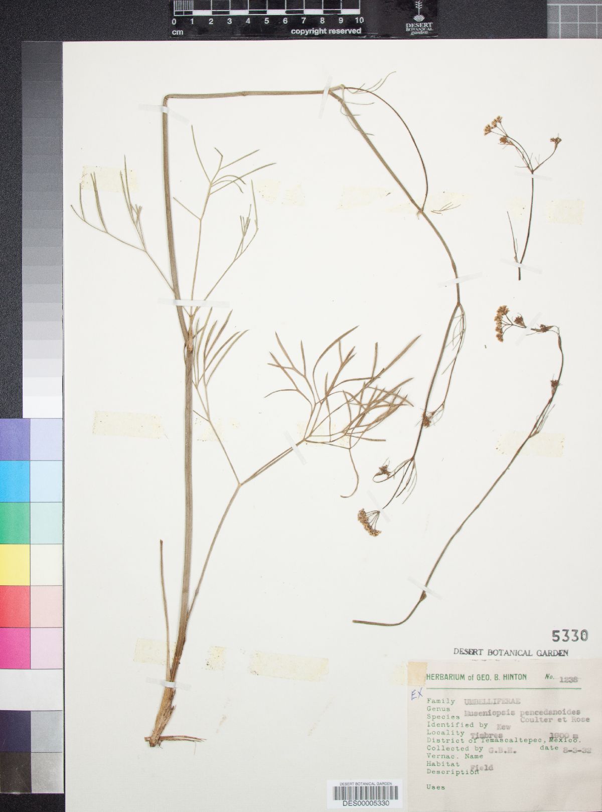 Donnellsmithia juncea image