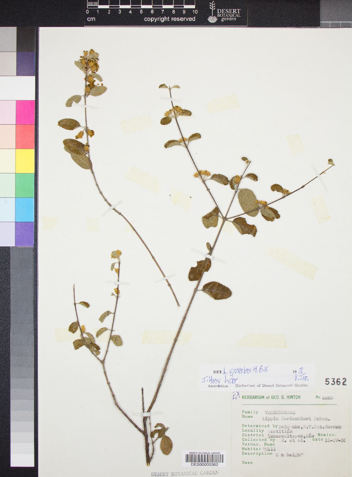 Lippia graveolens image