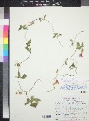 Ipomoea hederacea image