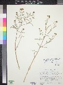 Heliomeris longifolia var. annua image