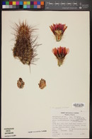 Echinocereus engelmannii image