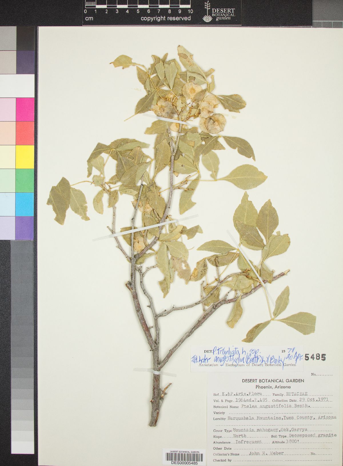 Ptelea trifoliata subsp. angustifolia image