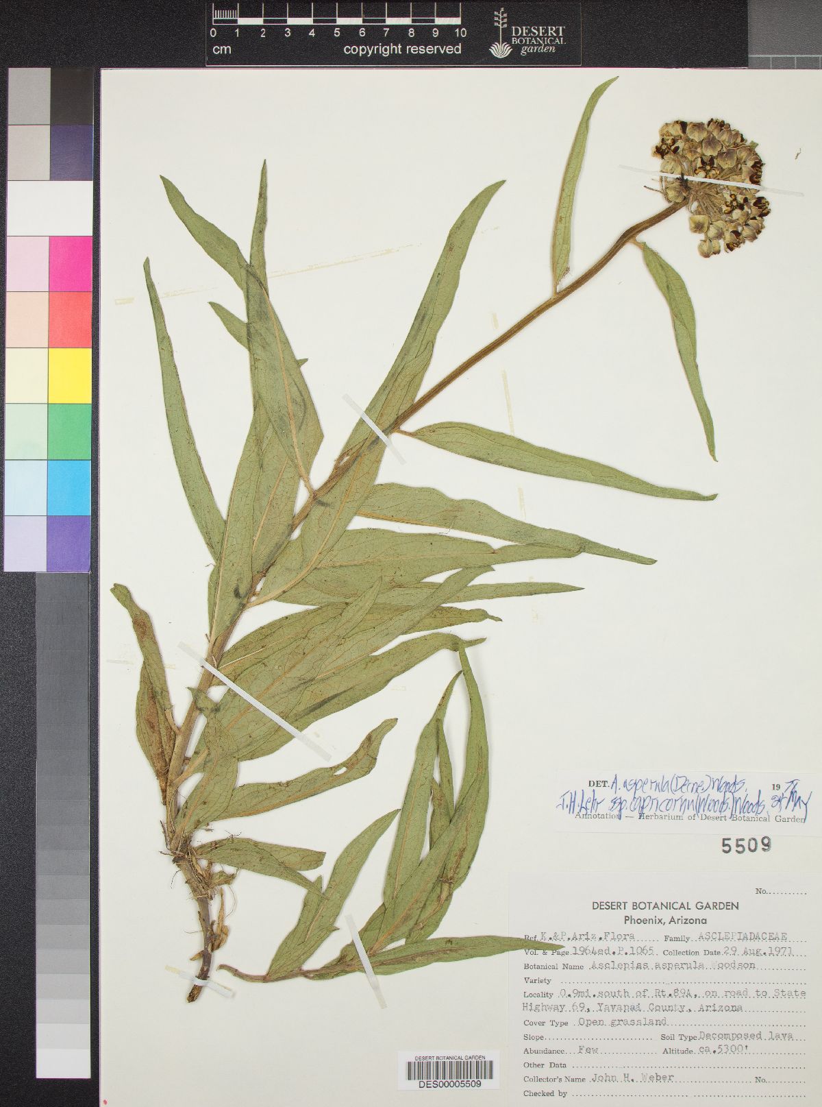 Asclepias asperula subsp. capricornu image