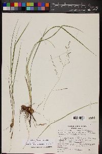 Zuloagaea bulbosa image