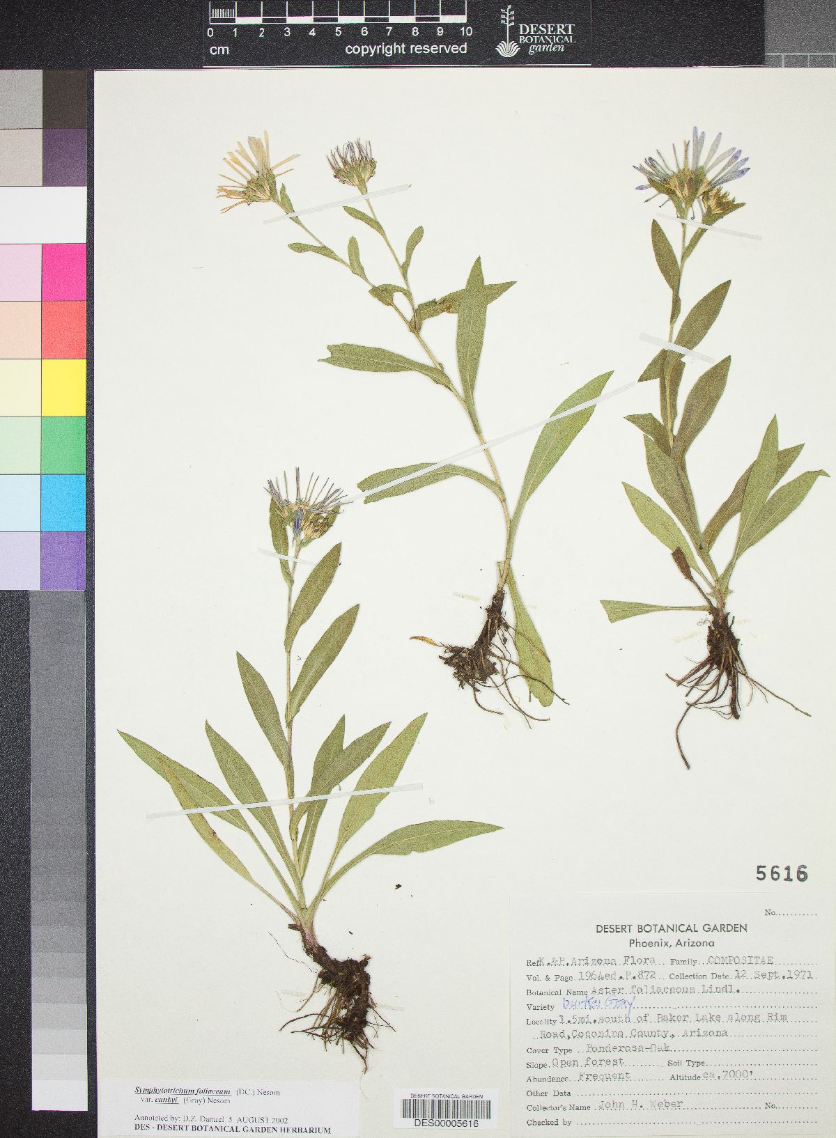 Symphyotrichum foliaceum var. foliaceum image