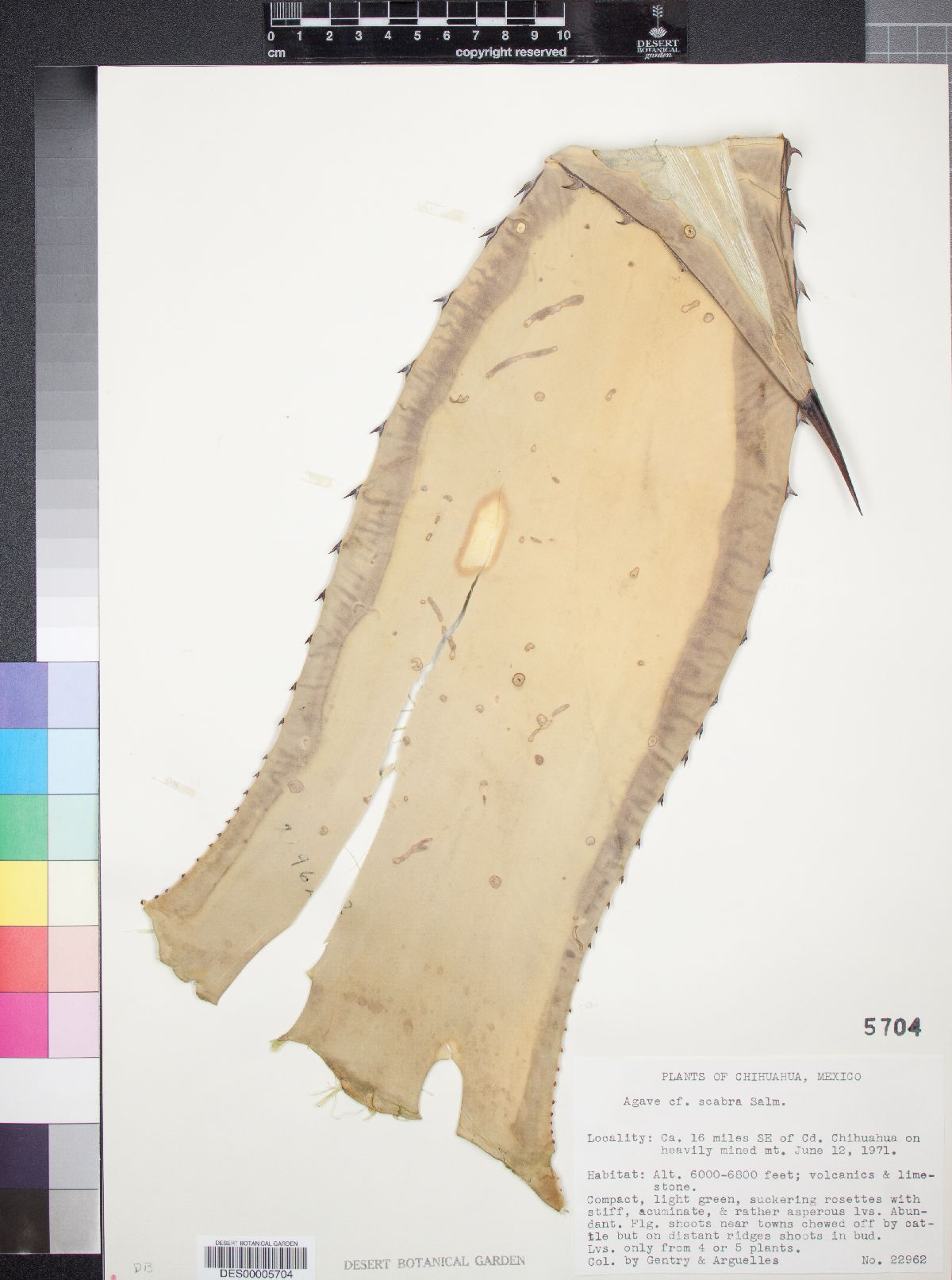 Agave scabra image