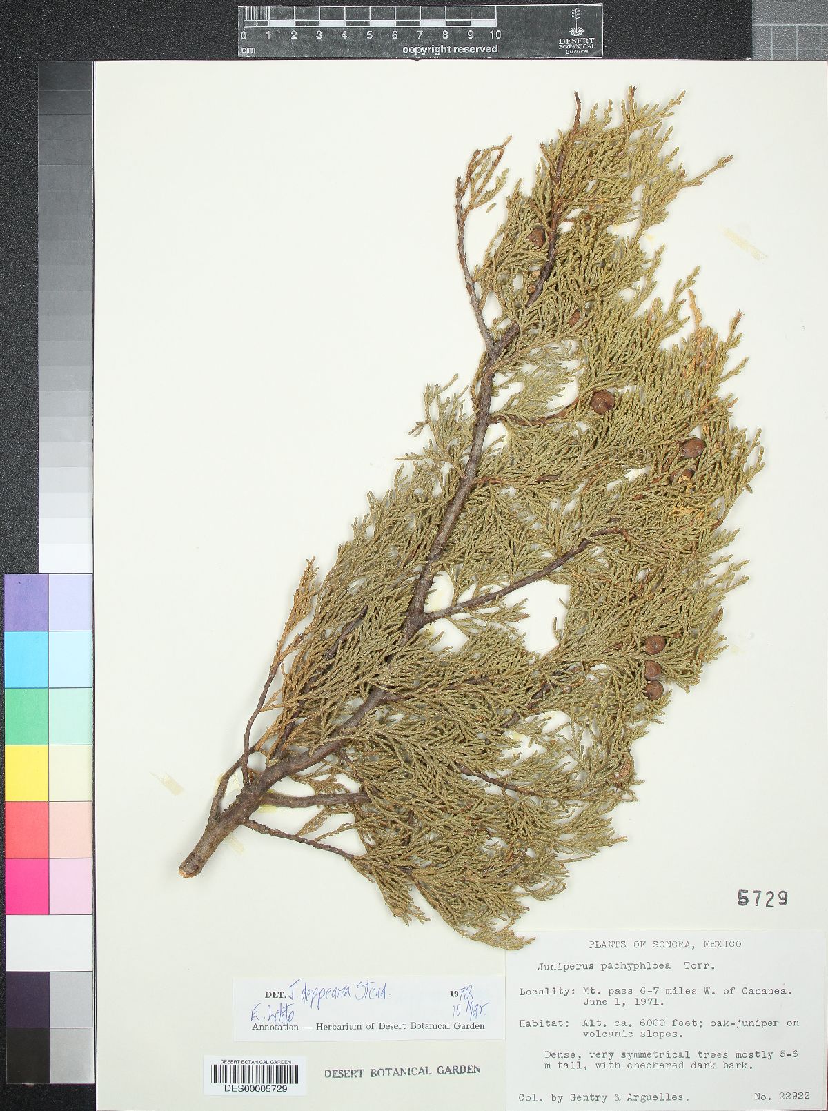 Juniperus pachyphlaea image