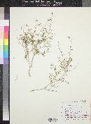 Acleisanthes angustifolia image