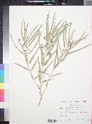 Asclepias brachystephana image