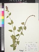 Agastache pallidiflora image