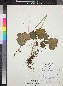 Heuchera sanguinea image