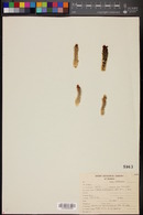 Denmoza rhodacantha image