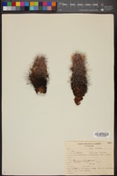 Echinocereus barthelowanus image