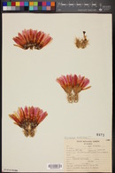 Echinocereus pentalophus image