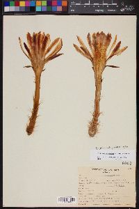Peniocereus serpentinus image