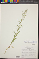 Lepidium virginicum var. menziesii image