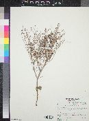 Eriogonum deflexum image