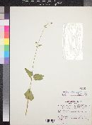 Mirabilis albida image