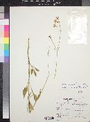 Mirabilis linearis image