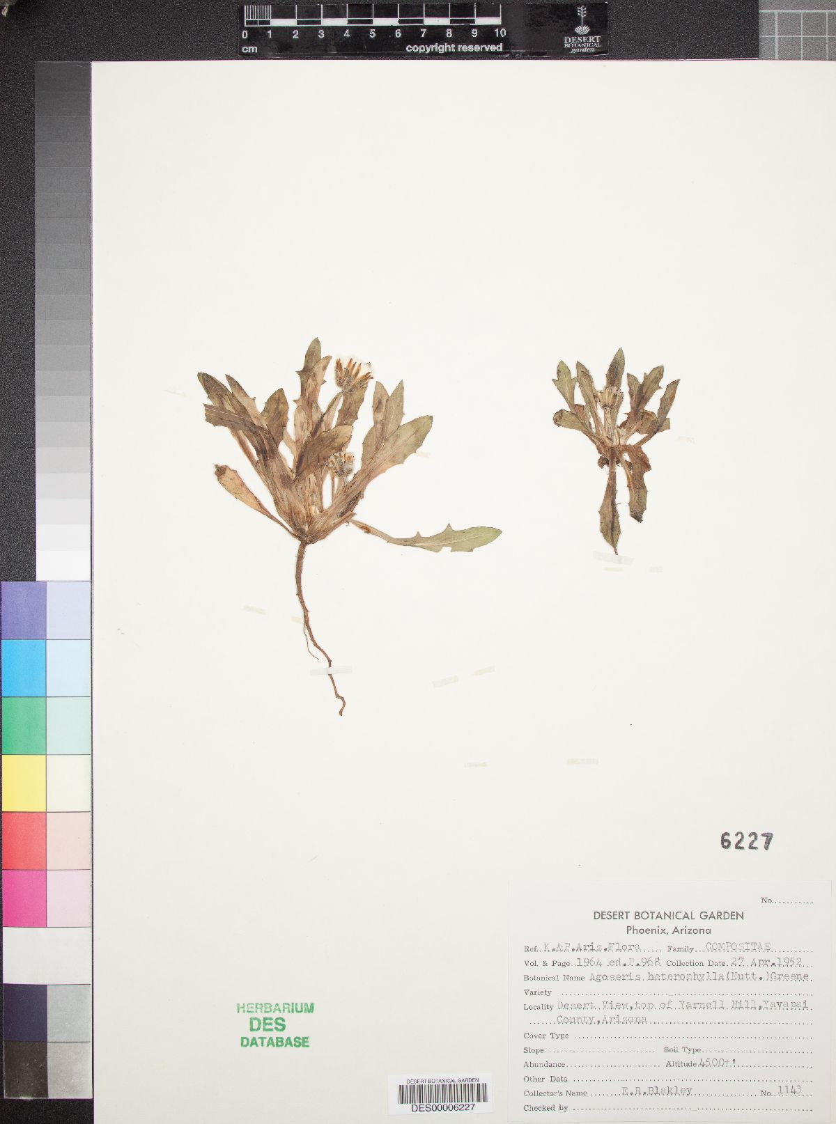 Agoseris heterophylla image