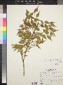 Fraxinus cuspidata image